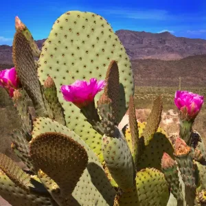 Prickly Pear Cactus Fine Art Print Prickly Pear Cactus Fine Art Print