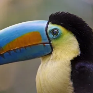 Close profile portrait of a toucan