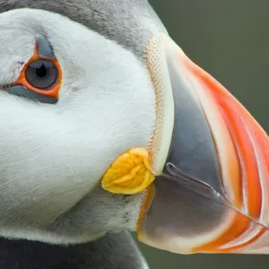 Tight Close up Puffin Print from Lunga, Treshnish Islands