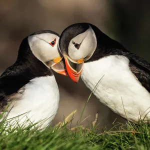 Close up of puffins courting in grassy