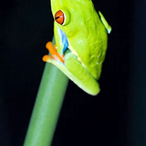 Close up of Red eyed tree frog at night, Arenal, Costa Rica