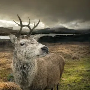 Stag