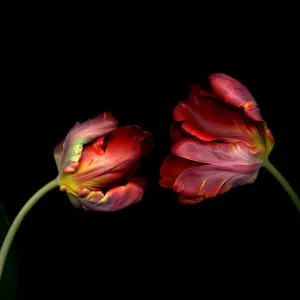 Rococo Tulip Red Parrot Print Rococo Tulip Red Parrot Print