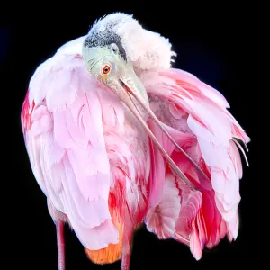 Close Up of Roseate Spoonbill (Platalea ajaja) Preening Against Black Background