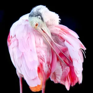 Nature And Wildlife Prints: Vicki Jauron Wildlife Photography