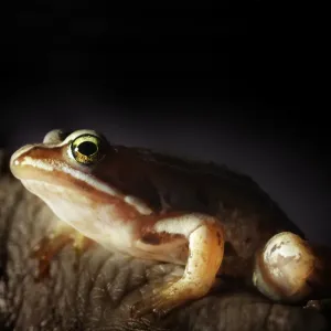 close up of small frog close up of small frog