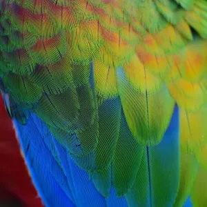 Close up texture of Macaw feathers Close up texture of Macaw feathers