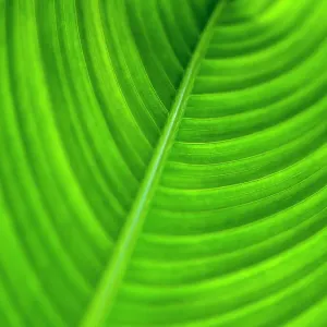 Close up of a tropical leaf abstract and green Close up of a tropical leaf abstract and green