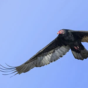 Close Up of Turkey Vulture in Elegant Flight Against Clear Blue Sky