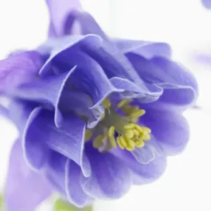 Blue Columbine Print Blue Columbine Print