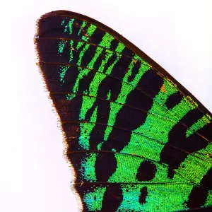 Close-up detail of butterfly wing Close-up detail of butterfly wing
