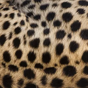 Close-up of cheetah spots on the animals hide in Serengeti National Park, Tanzania