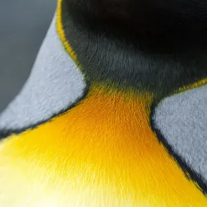 Close-up King Penguin Neck Feathers Print Close-up King Penguin Neck Feathers Print