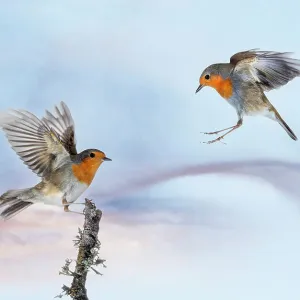 Close-Up of a couple of birds Robin (Erithacus rubecula), flying next to a tree branch in nature at sunset