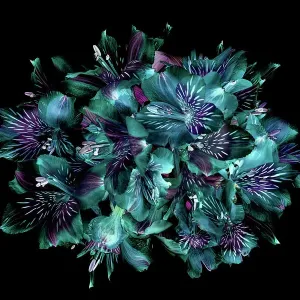 Close-up, creative image of Peruvian lillies also known as Alstromeria against a black background Close-up, creative image of Peruvian lillies also known as Alstromeria against a black background
