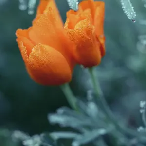 Close-up eschscholzia flower with morning dew. Wet orange color flowers Close-up eschscholzia flower with morning dew. Wet orange color flowers