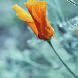 Close-up eschscholzia flower with morning dew. Wet orange color flowers Close-up eschscholzia flower with morning dew. Wet orange color flowers