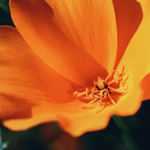 Close-up eschscholzia flower at summer morning. Bright orange color flowers Close-up eschscholzia flower at summer morning. Bright orange color flowers