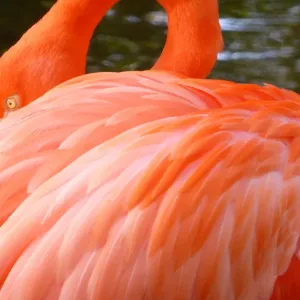 Close-Up of a Flamingo Close-Up of a Flamingo