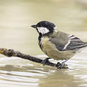 Close-Up Of Great Tit, (Parus major), Species (Paridae), on a branch in the water
