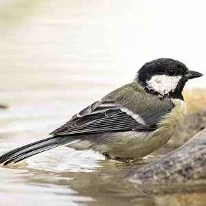 Close-Up Of Great Tit, (Parus major), Species (Paridae), Bathing inside a water puddle