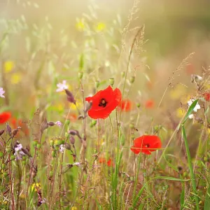 Close-up image of the beautiful summer flower Common red Poppy flower, also known as the Corn Poppy, Field Poppy and Papaver Rhoeas Close-up image of the beautiful summer flower Common red Poppy flower, also known as the Corn Poppy, Field Poppy and Papaver Rhoeas