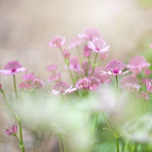 Close-up image of the beautiful summer flowering perennial plant Astrantia major also known as Masterwort