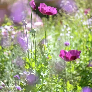 Close-up image of the beautiful summer flowering Opium Poppy also known as Papaver Somniferum in an English Cottage garden Close-up image of the beautiful summer flowering Opium Poppy also known as Papaver Somniferum in an English Cottage garden