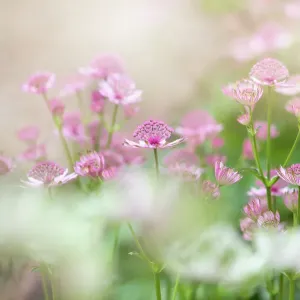 Close-up image of the beautiful summer flowering perennial plant Astrantia major also known as Masterwort Close-up image of the beautiful summer flowering perennial plant Astrantia major also known as Masterwort