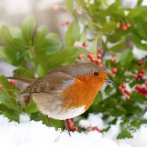 Close-up image of a European Robin garden bird in the snow Close-up image of a European Robin garden bird in the snow