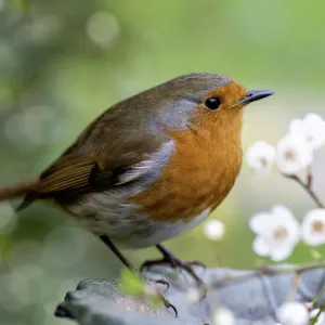 European Robin Close-up Print European Robin Close-up Print