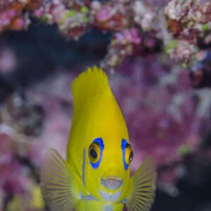 Close-up of lemonpeel angelfish (Centropyge Flavissimus), Fiji