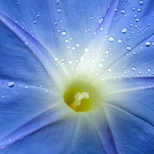 Close-up of Morning glory flower (Ipomoea tricolor)