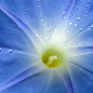 Close-up of Morning glory flower (Ipomoea tricolor) Close-up of Morning glory flower (Ipomoea tricolor)