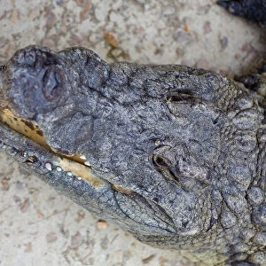 Close-up of Nile crocodile head (Crocodylus niloticus) swimming in a pond on a Crocodile farm in the Western Cape Province, South Africa