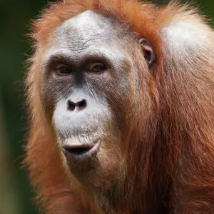 Close-up of Orang Utan Close-up of Orang Utan