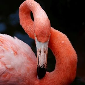 Close-up of a preening pink Flamingo showing its flexible long neck make a figure 8