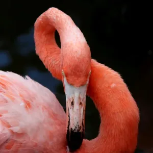 Close-up Pink Flamingo Print Close-up Pink Flamingo Print