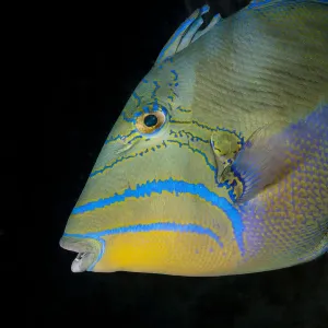 Queen Triggerfish Print, Cayman Islands Queen Triggerfish Print, Cayman Islands