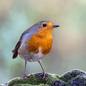 Close-Up Of Robin (Erithacus rubecula), bird perched on a stone in nature