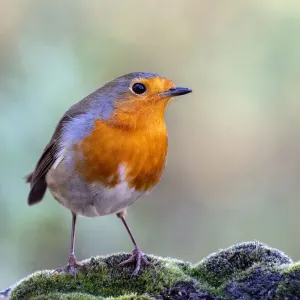 Close-Up Print of Robin on Stone in Mariola Nature Reserve Close-Up Print of Robin on Stone in Mariola Nature Reserve