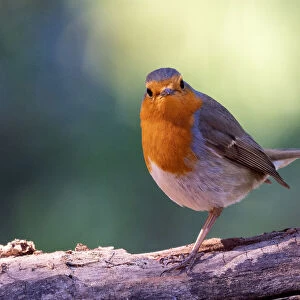 Close-Up Of Robin (Erithacus rubecula), standing on the trunk of a tree in the nature