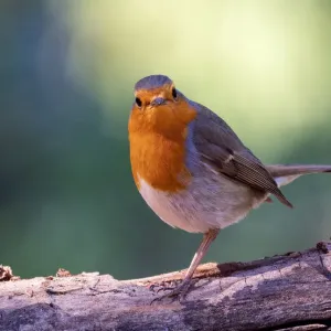 Close-Up Of Robin (Erithacus rubecula), standing on the trunk of a tree in the nature Close-Up Of Robin (Erithacus rubecula), standing on the trunk of a tree in the nature
