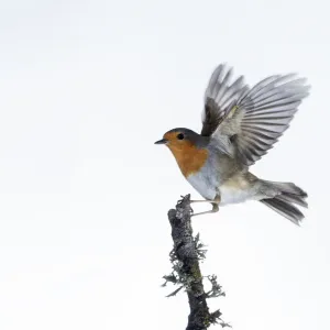 Close-Up Of Robin (Erithacus rubecula), in flight on a white background Close-Up Of Robin (Erithacus rubecula), in flight on a white background