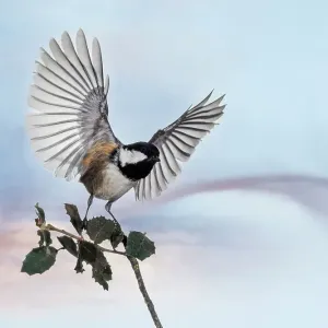 Close-Up Of Tannenmeise (Periparus ater) Coal Tit, with outstretched wings emerging from a branch