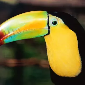 Toucan Print, a close-up of the bird's vibrant plumage Toucan Print, a close-up of the bird's vibrant plumage
