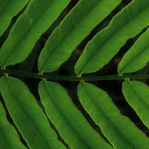 Close-up view of tropical fern leaf