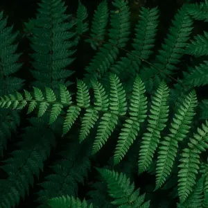 Close-up view of tropical fern leaf Close-up view of tropical fern leaf