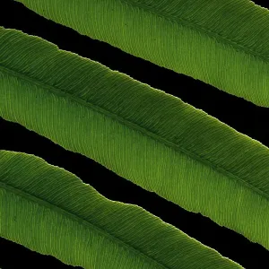 Close-up view of tropical fern leaf Close-up view of tropical fern leaf