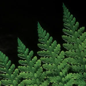 Close-up view of tropical fern leaf Close-up view of tropical fern leaf